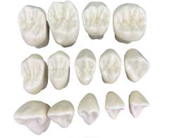 Macro modelo plastico com preparos cavitarios orai